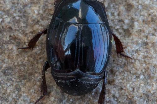 Margarinotus purpurascens